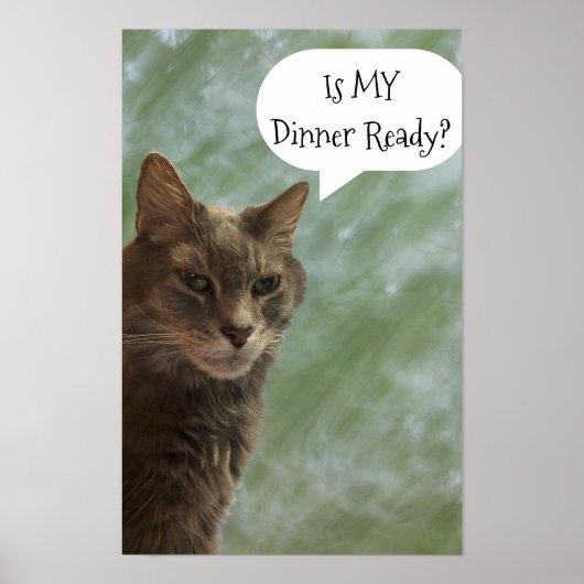 Funny Cat Photo Poster (Voorkant)