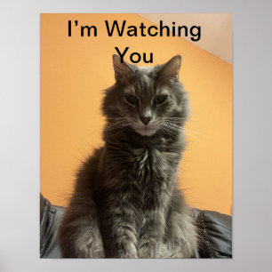 Funny Cat Poster