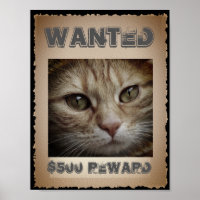 Funny Cat Wanted