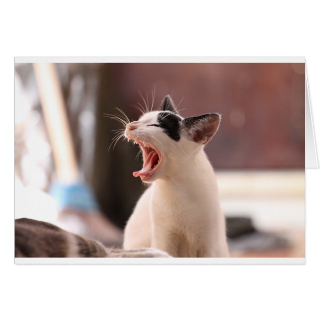 Funny Cat Yawning (Voorkant Horizontaal)