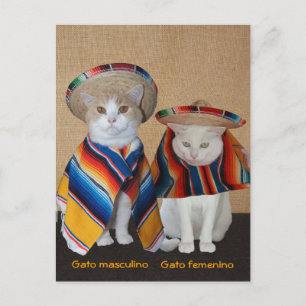 Funny Cats in Sombreros voor vun of leer Briefkaart