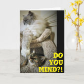 Funny Cats, kaart (Gele Bloem)