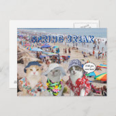 Funny Cats on Spring Break Briefkaart (Voorkant / Achterkant)