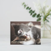 Funny Cats squeeze Briefkaart (Staand voorkant)