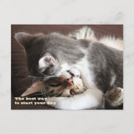 Funny Cats squeeze Briefkaart