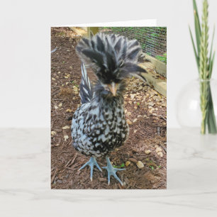 Funny Chicken Humor, Favoriete Chick Polish Hen Kaart
