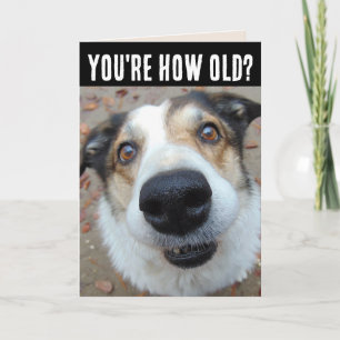 FUNNY CHIEN ANNIVERSAIRE DEVENIR PLUS ÂGÉ Cartes d