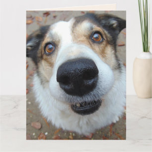 FUNNY CHIEN SE METTRE BIEN BIENTÔT Cartes de voeux