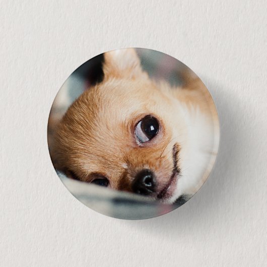 Funny Chihuahua Face Ronde Button 3,2 Cm (Voorkant)