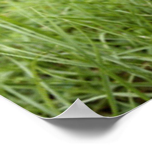 Funny Chihuahua Mustache Poster (Hoek)