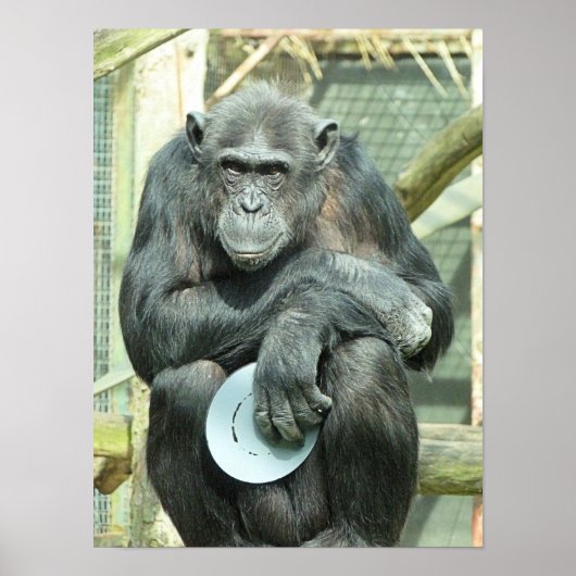 FUNNY CHIMPANZEE POSTER (Voorkant)