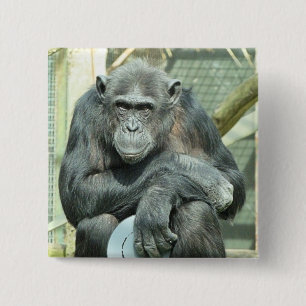 FUNNY CHIMPANZEE VIERKANTE BUTTON 5,1 CM