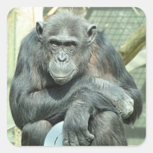 FUNNY CHIMPANZEE VIERKANTE STICKER