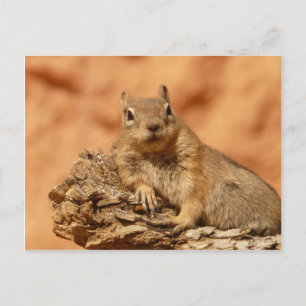 Funny chipmunk die op een rots ligt briefkaart