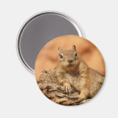 Funny chipmunk op een rots magneet (Voorkant / Achterkant)