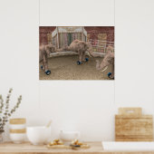 Funny Circus Elephants Poster (Keuken)