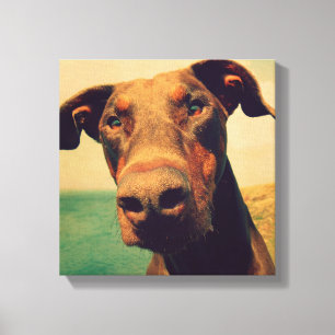 Funny Closeup of a Natural Doberman Dog Canvas Afdruk