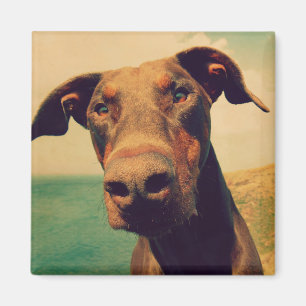 Funny Closeup of a Natural Doberman Dog Magneet
