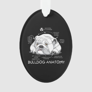 Funny Cute English Bulldog Anatomie de la biologie
