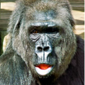 FUNNY CUTE GORILLA BUTTON FLESOPENER