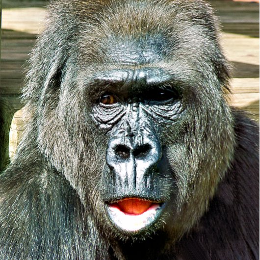 FUNNY CUTE GORILLA GOLFBALLEN