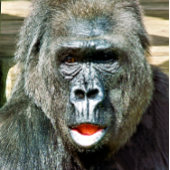 FUNNY CUTE GORILLA HANDWAAIER