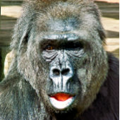 FUNNY CUTE GORILLA PINGPONGBALLEN