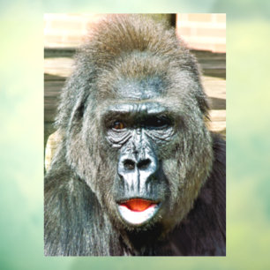 FUNNY CUTE GORILLA RAAMSTICKER