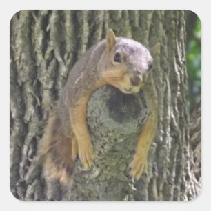 Funny Cute Lazy Squirrel in Tree Vierkante Sticker