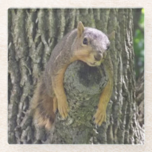 Funny Cute Lazy Squirrel on Tree Branch Glazen Onderzetter
