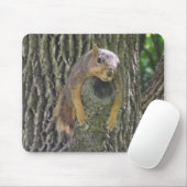 Funny Cute Lazy Squirrel on Tree Branch Muismat (Met muis)