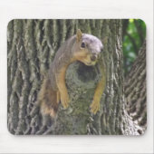 Funny Cute Lazy Squirrel on Tree Branch Muismat (Voorkant)