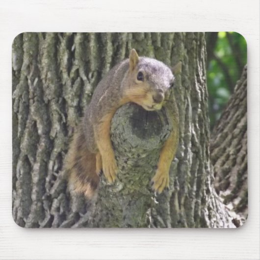 Funny Cute Lazy Squirrel on Tree Branch Muismat (Voorkant)