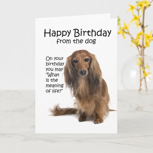 Funny Dachshund Carte d'anniversaire (Fleur jaune)