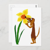 Funny Dachshund Smelling Yellow Daffodil Briefkaart (Voorkant / Achterkant)