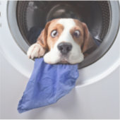 Funny dizzy beagle delicate washing sticker (Voorkant)