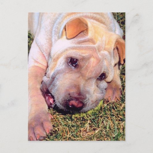 Funny Dog Briefkaart (Voorkant)