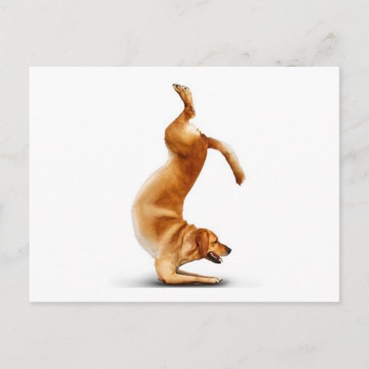 Funny dog briefkaart (Voorkant)