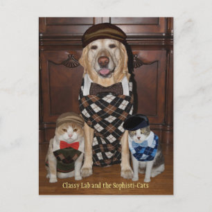 Funny Dog/Lab & Cats in Argyle Sweaters Briefkaart