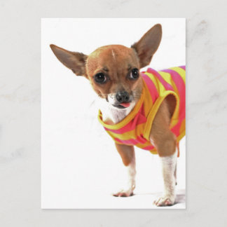 Funny Dog maakt gezichten van Chihuahua Briefkaart