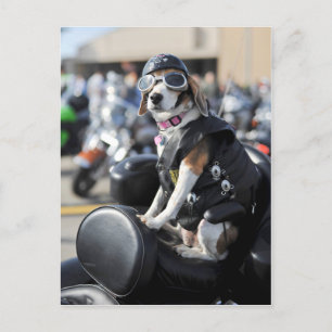 Funny dog op motorfiets foto briefkaart