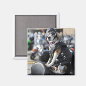 Funny dog op motorfiets foto magneet (Voorkant / Achterkant)