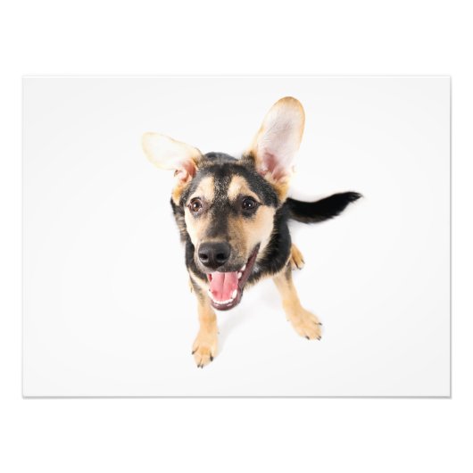 Funny dog puppy foto afdruk (Voorkant)