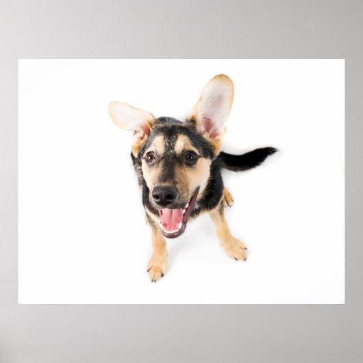 Funny dog puppy poster (Voorkant)