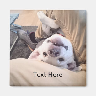 Funny Dog wordt niet genegeerd Comical Photo Magneet