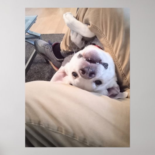 Funny Dog zal niet genegeerd worden Comical Photo Poster (Voorkant)