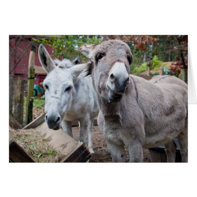 Funny Donkey (Voorkant Horizontaal)