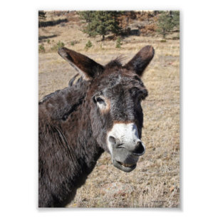 Funny Donkey Foto Afdruk