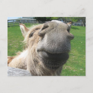 Funny Donkey sluit af Briefkaart