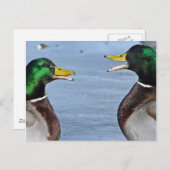 Funny Ducks Briefkaart (Voorkant / Achterkant)